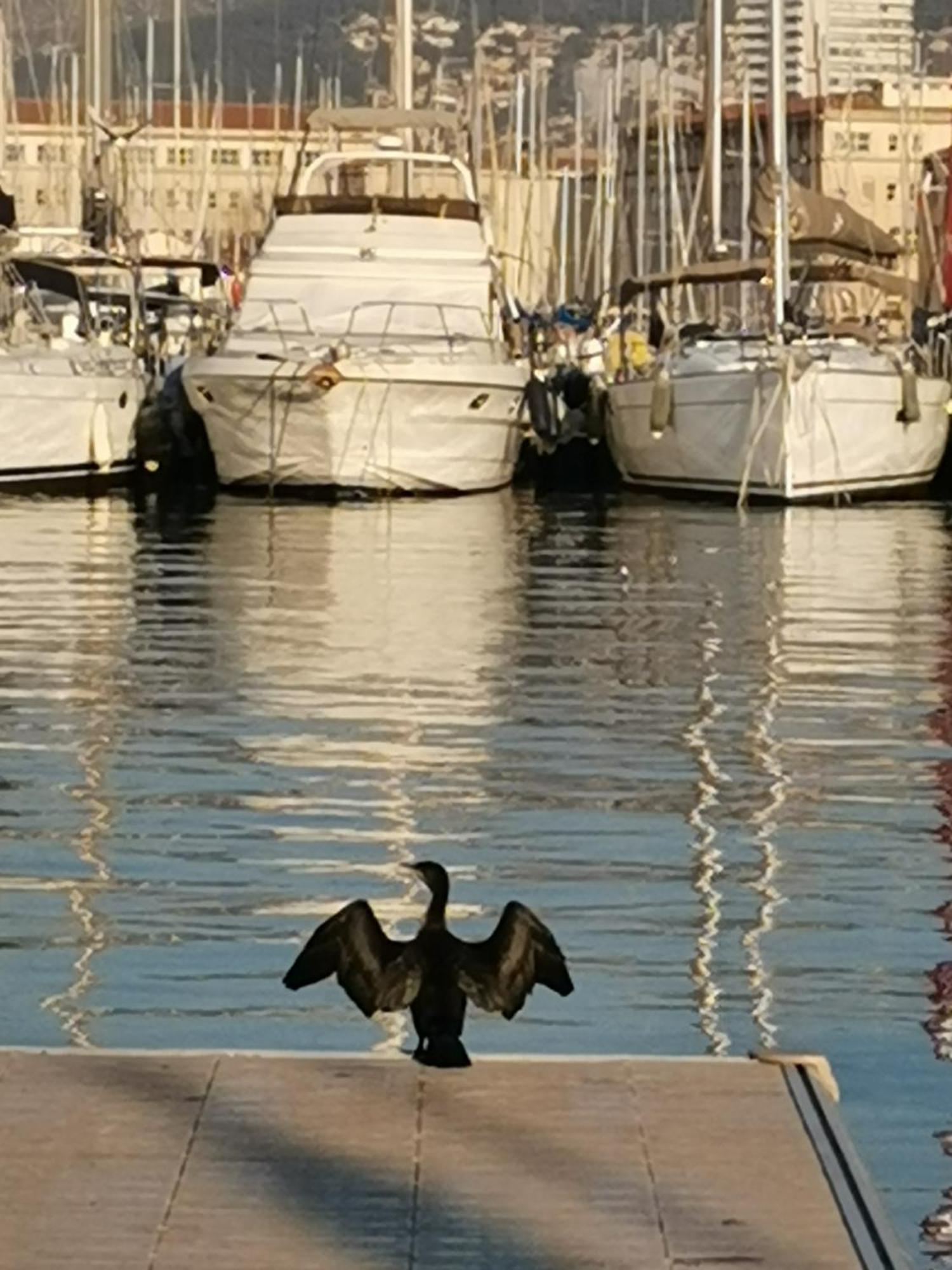 Marina Dream Apartment Toulon Bagian luar foto
